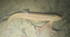 Misgurnus dabryanus