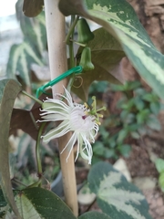 Passiflora trifasciata