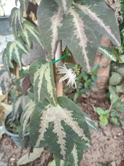 Passiflora trifasciata