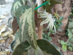 Passiflora trifasciata