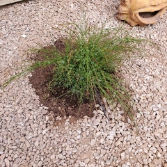 Russelia equisetiformis