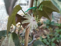 Passiflora trifasciata