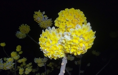 Edgeworthia chrysantha