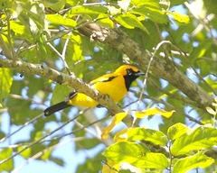 Golden Monarch photo 5