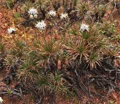 Borya sphaerocephala