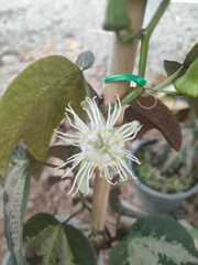 Passiflora trifasciata
