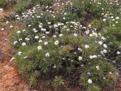 Borya sphaerocephala