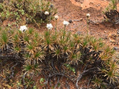 Borya sphaerocephala