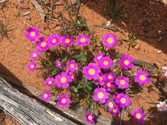 Calandrinia polyandra
