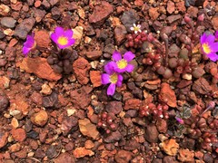 Calandrinia polyandra