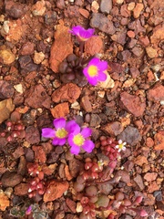 Calandrinia polyandra