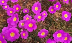 Calandrinia polyandra