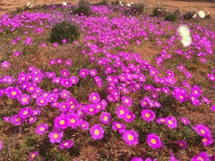 Calandrinia polyandra