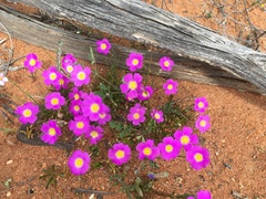 Calandrinia polyandra