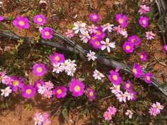 Calandrinia polyandra