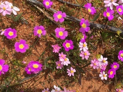 Calandrinia polyandra
