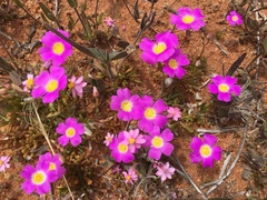 Calandrinia polyandra