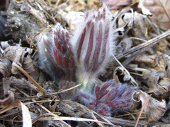 Pulsatilla cernua