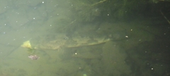 Odontobutis potamophilus