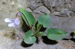 Viola japonica