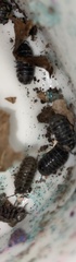 Armadillidium vulgare