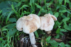 Chlorophyllum nothorhacodes