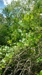 Vitis berlandieri