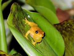 Tlalocohyla smithii