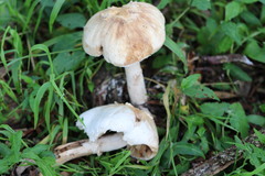 Chlorophyllum nothorhacodes