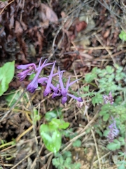 Corydalis sheareri