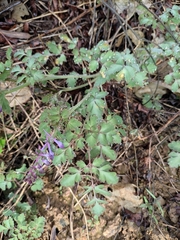 Corydalis sheareri