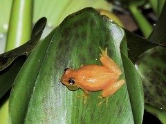 Tlalocohyla smithii