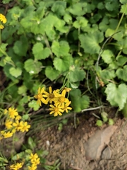 Sinosenecio oldhamianus