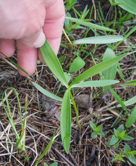 Lilium michiganense