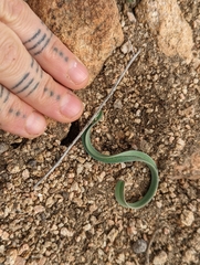Calochortus kennedyi