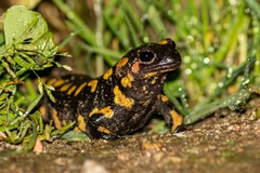Salamandra salamandra