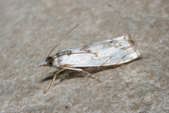 Microcrambus copelandi