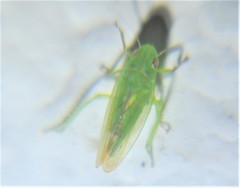 Neocoelidiini
