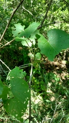 Vitis berlandieri