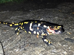 Salamandra salamandra