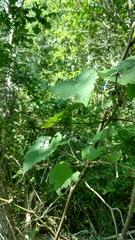 Vitis berlandieri