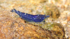 Caridina serrata