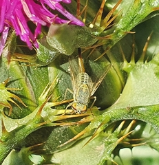Terellia fuscicornis