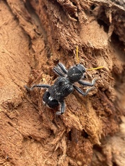 Trogodendron fasciculatum