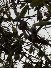 Callirhytis quercusbatatoides