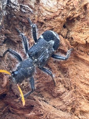 Trogodendron fasciculatum