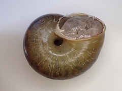 Helminthoglypta petricola