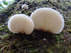 Hohenbuehelia clelandii