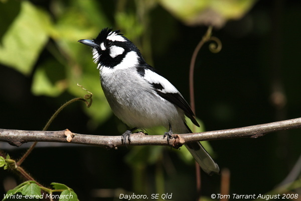 White-eared Monarch (Carterornis leucotis) photo