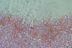 Hohenbuehelia clelandii